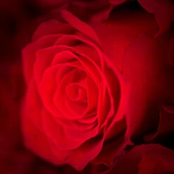 Premiere Mini Mit Rosen 9 Premiere Mini Mit Rosen -Outlet CHOCOLISSIMO Store Premiere Mini mit Rosen 3